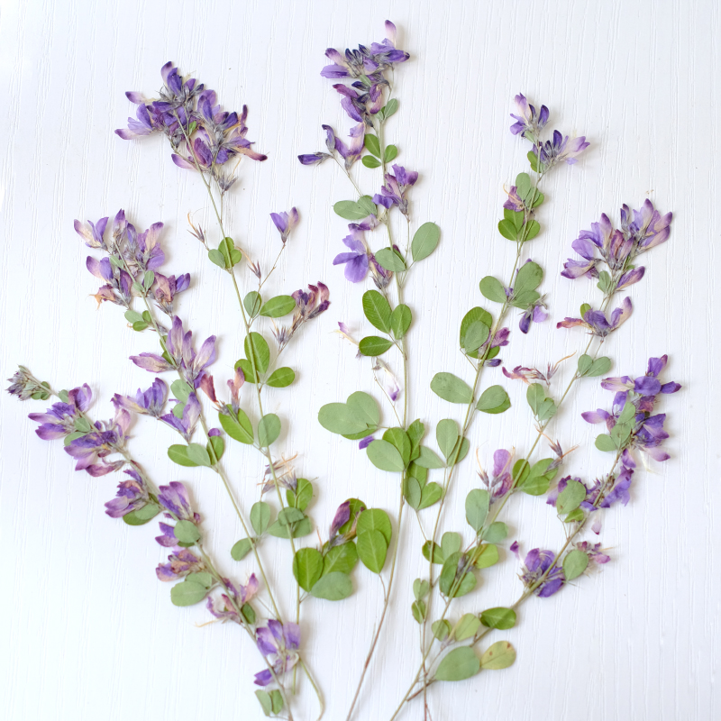 Resin Art Baby - 6 Buah, Bunga Kering Lespedeza Formosa