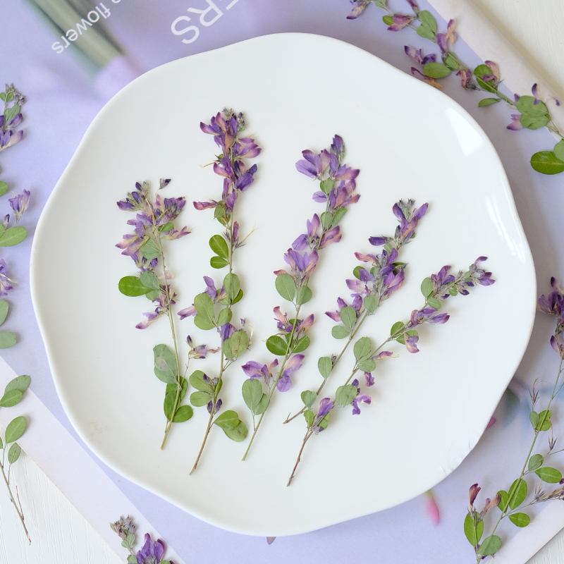 6 Buah, Bunga Kering Lespedeza - Resin Art Baby ulasan dan harga
