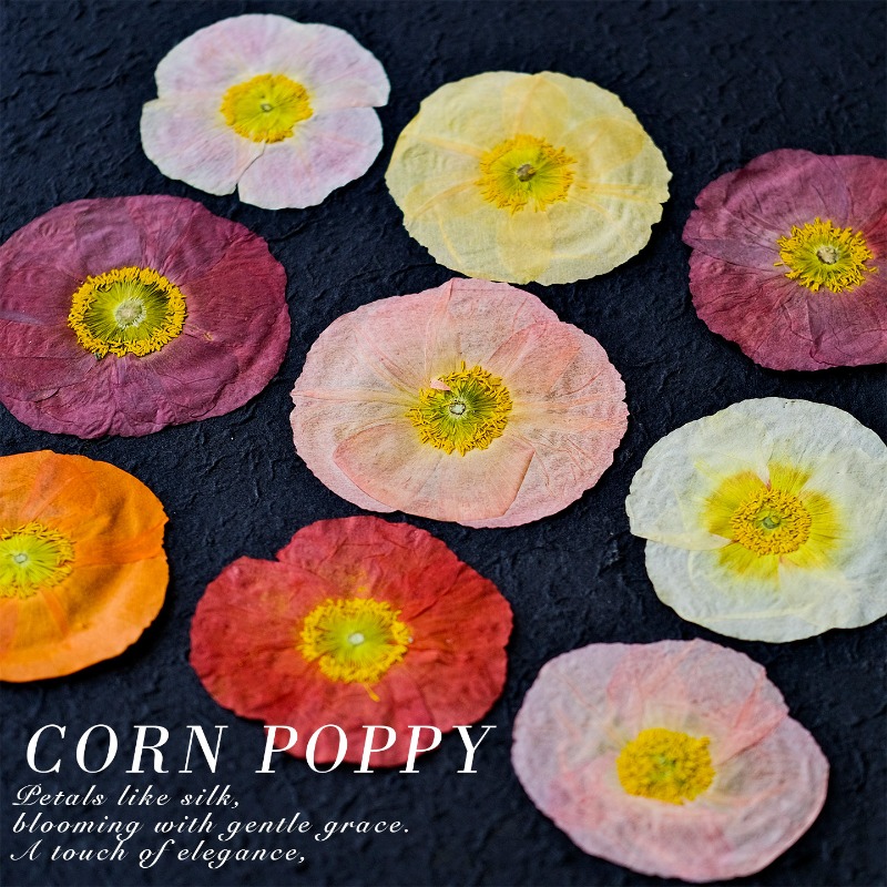 1pcs, Bunga Poppy Kering Alami - Resin Art Baby ulasan dan harga