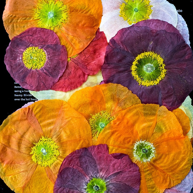 1pcs, Bunga Poppy Kering Alami - Resin Art Baby ulasan dan harga