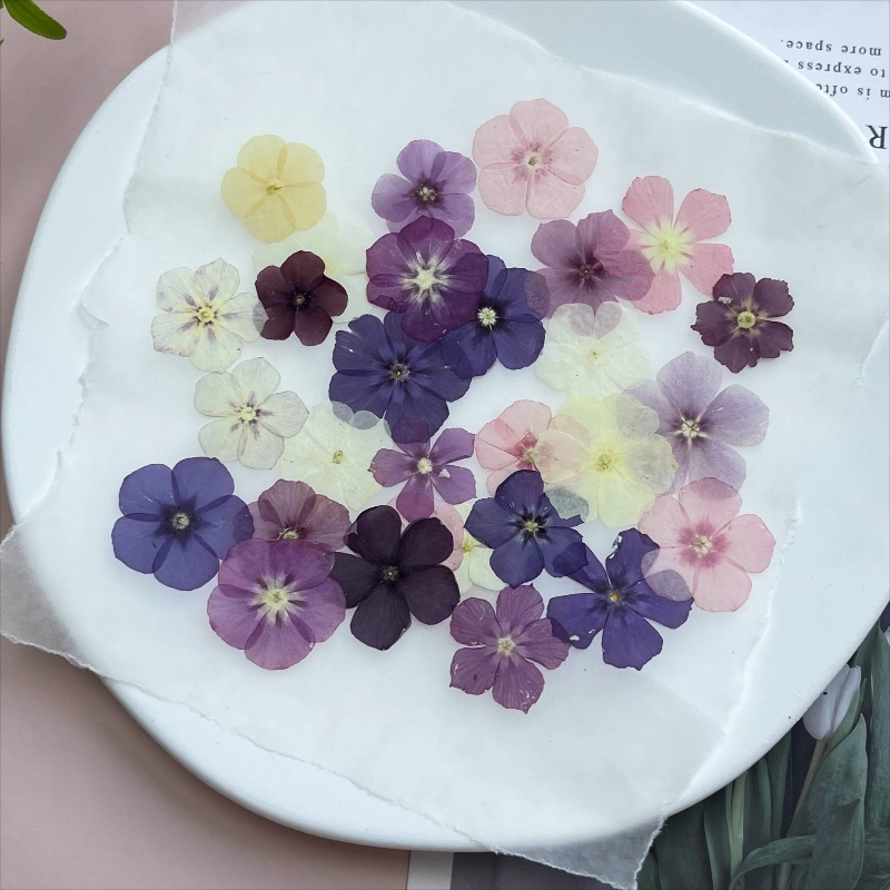 12pcs, Bunga Kering Tekan Semi - Resin Art Baby ulasan dan harga
