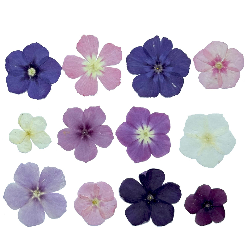12pcs, Bunga Kering Tekan Semi - Resin Art Baby ulasan dan harga